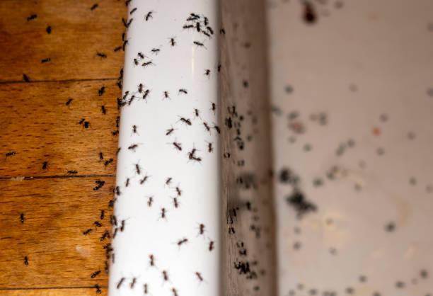 Pest Control Cost in Sunnyside, GA