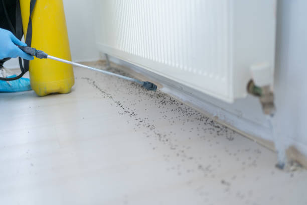 Best Ant Control Services  in Sunnyside, GA